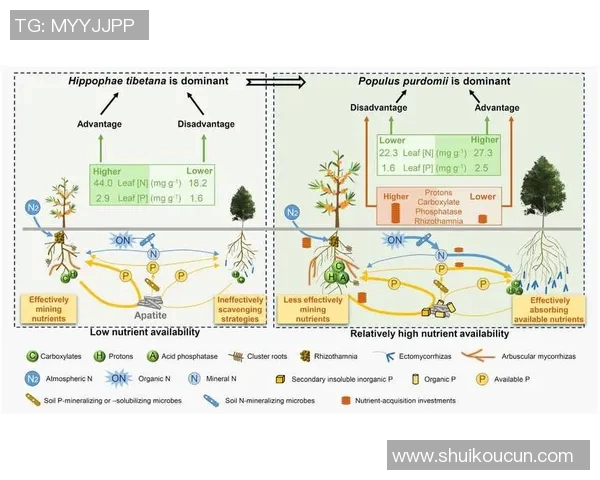 黄蜂生态与行为研究：揭示其在自然界中的独特角色与适应机制